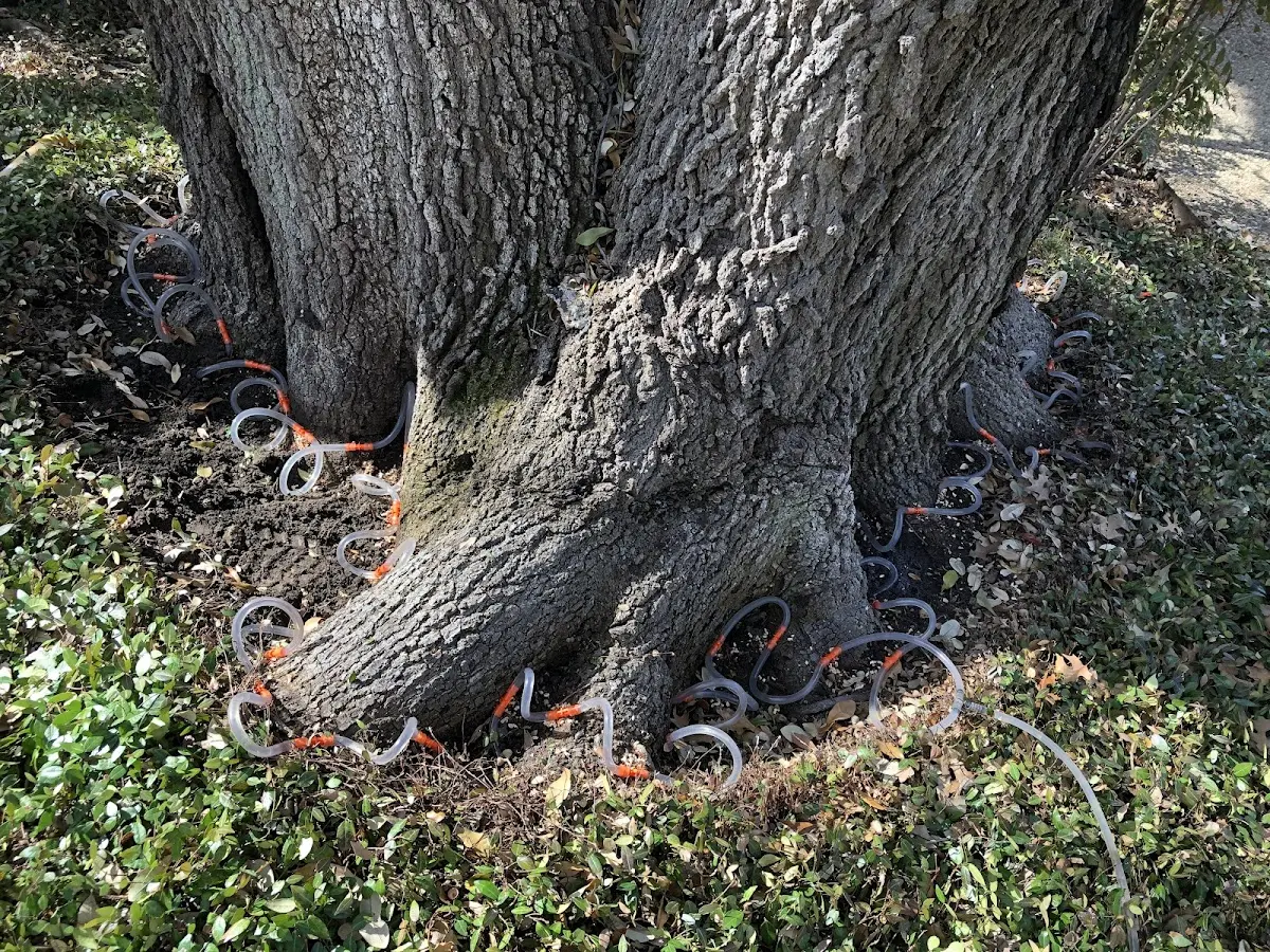 Detailed Tree Cabling and Bracing job site in Saint Vincent