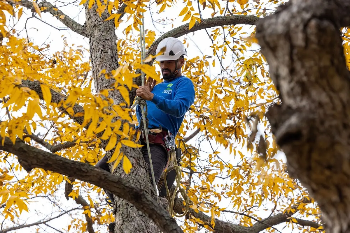 Skilled Tree Pruning crew working in Saint Vincent